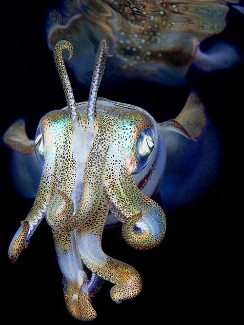 Photo:  Ghostly Squid